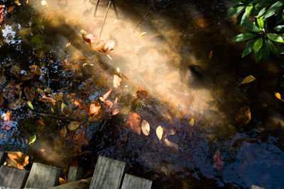 High angle view of fish swimming in sea