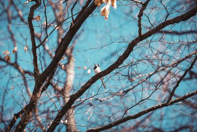 Low angle view of bird perching on tree