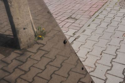 Close-up of flowers on footpath