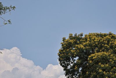 Low angle view of tree against sky