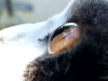 Close-up portrait of bird