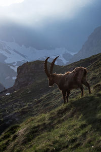 Deer standing on mountain