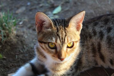 Close-up portrait of tabby cat