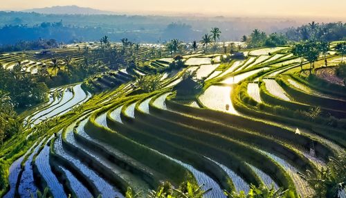 High angle view of agricultural field against sky,rice terraces,bali indonesia