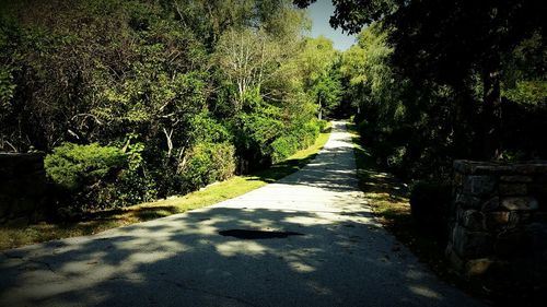 Narrow pathway along trees