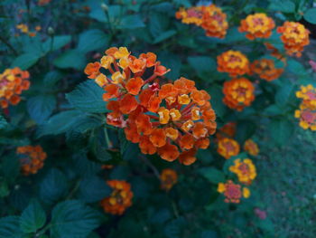 Close-up of orange marigold flowers