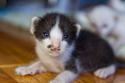 Close-up portrait of kitten