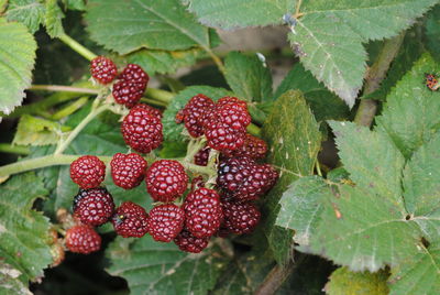 Close-up of berries on plant