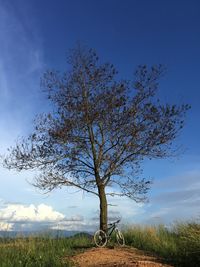 Tree on field against sky