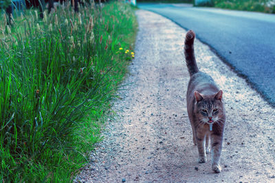 Portrait of cat on footpath