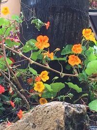 Close-up of yellow flowers