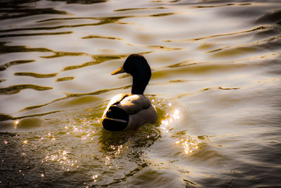 Bird swimming in lake