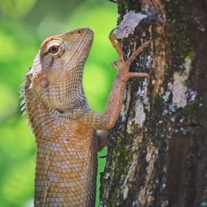 Close-up of lizard on tree trunk