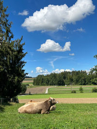 Cow standing on field against sky