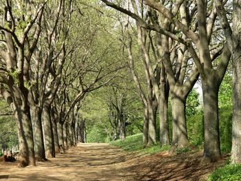 Pathway along trees in forest