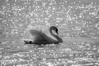 View of swan swimming in sea