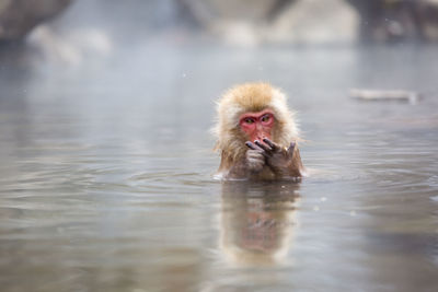 Monkey swimming in lake