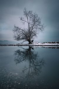 Bare tree by lake against sky during winter