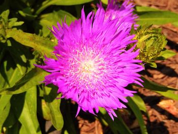 Close-up of pink flower