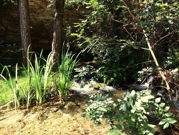 Plants growing on land in forest