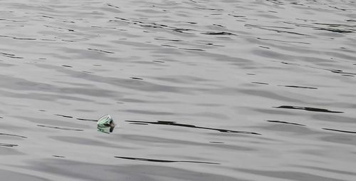 High angle view of birds in lake