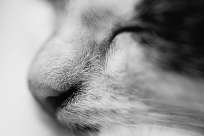 Close-up of a dog