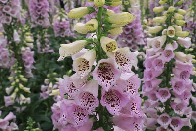Close-up of pink flowering plant