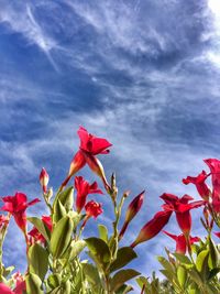 Low angle view of red flowers blooming against sky