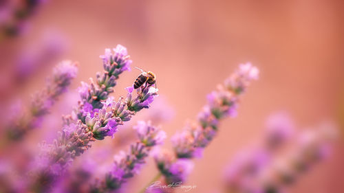 Close-up of bee pollinating on purple flower