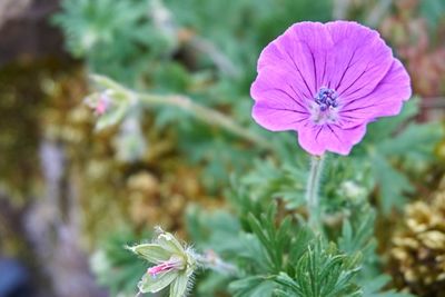 Close-up of pink flowering plant
