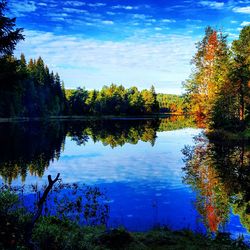 Reflection of trees in calm lake