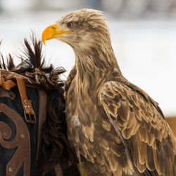 Close-up of eagle