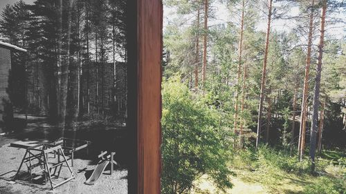 View of trees in forest