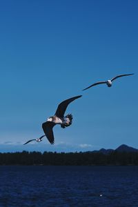 Seagull flying in the sky