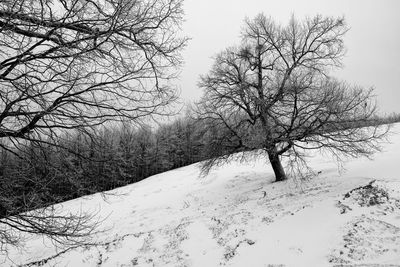 Bare trees on snow covered field against sky