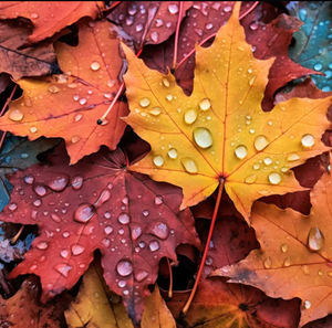 Close-up of wet leaves