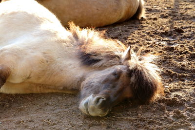 Close-up of horse sleeping