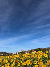 Scenic view of sunflower field against blue sky