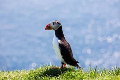 Bird in a lake