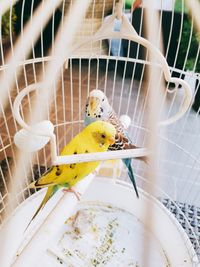 High angle view of bird perching in cage