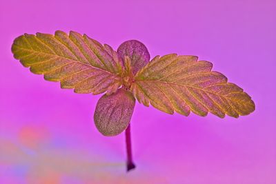 Close-up of pink flower against black background