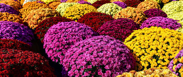 Full frame shot of multi colored flowers in market