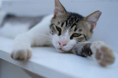 Close-up portrait of a cat resting
