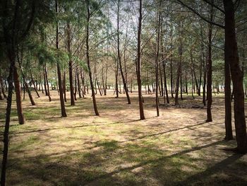 Trees in forest against sky