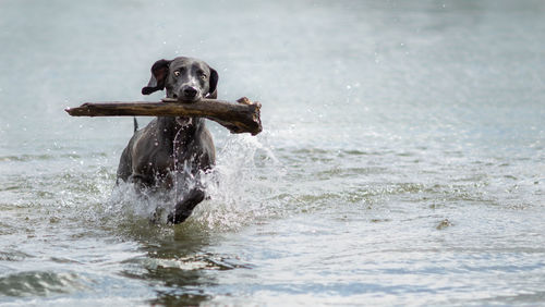 Black dog carrying stick in mouth while running in lake