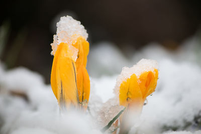 Close-up of yellow flowering plant during winter