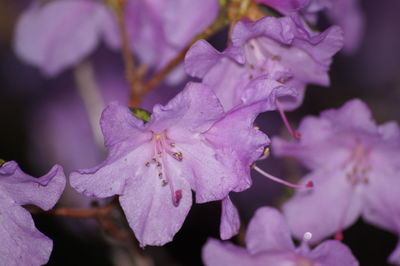 Close-up of water drops on pink flower