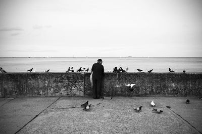 Rear view of man standing amidst pigeons on retaining wall by sea