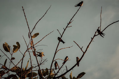 Low angle view of bird perching on tree against sky