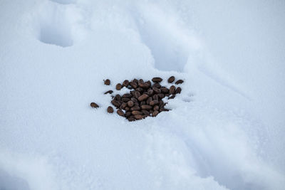 High angle view of animal dung on snow covered field